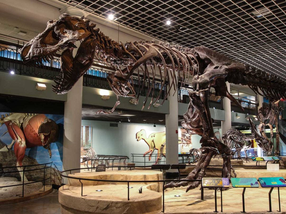 a dinosaur skeleton dominates an exhibit hall
